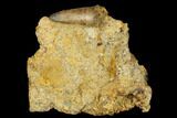Rare, Cretaceous Crocodile (Goniopholis) Tooth in Situ - England #177062-1